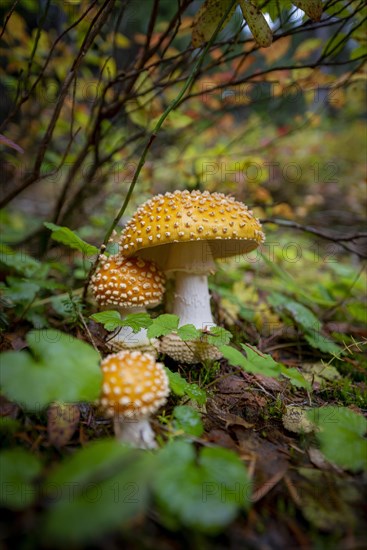 Fly agarics (Amanita muscaria)