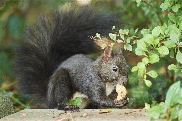 Eurasian red squirrel (Sciurus vulgaris) eating a peanut - Photo12