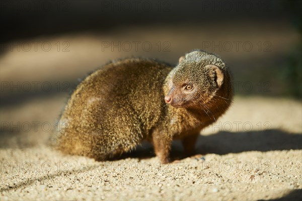 Ethiopian dwarf mongoose (Helogale hirtula) standing on a rock