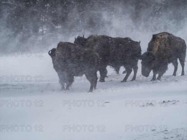 American bisons (Bos bison) during snowfall in winter