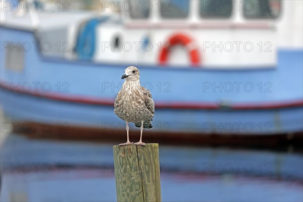 European herring gull (Larus argentatus)