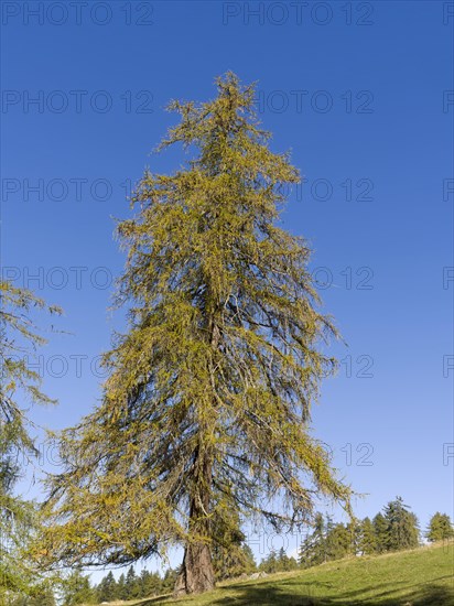 Larch meadows on the Salten