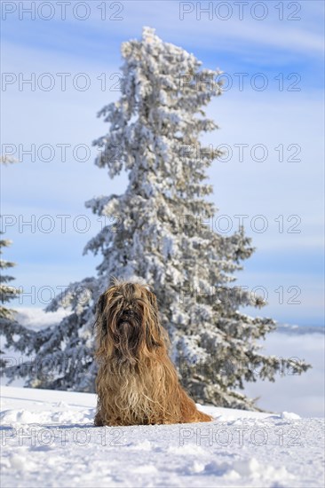 Dog sitting in the snow