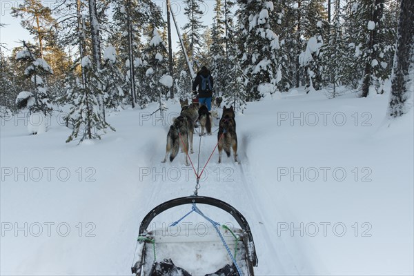 On the road with dog sleds in snowy landscape