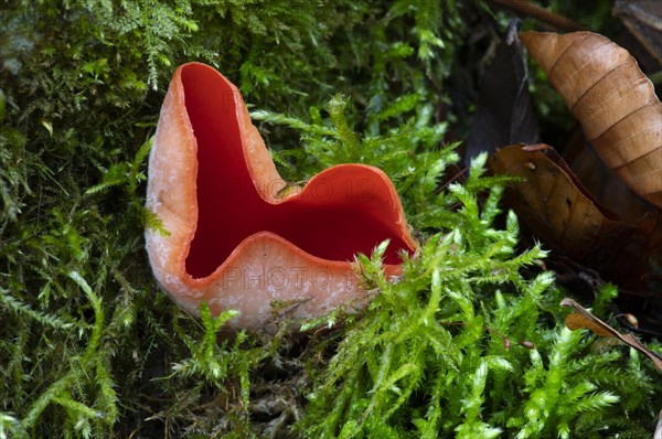 Scarlet elf cup