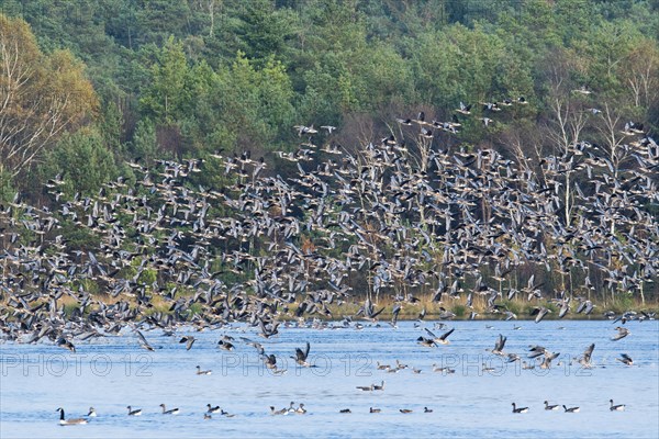 Greater white-fronted geese