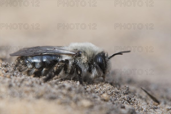 Grey sand bee