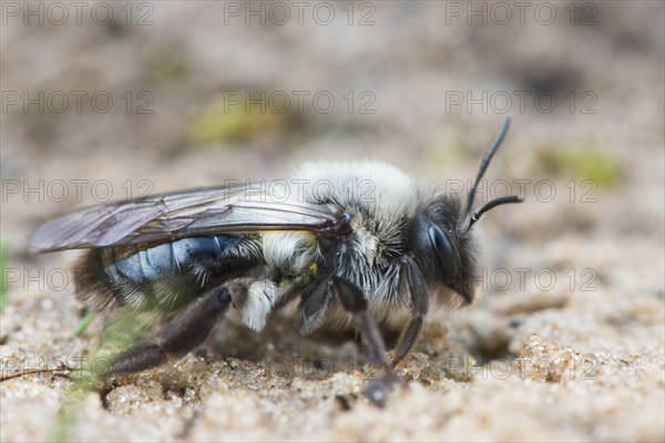 Ashy mining bee