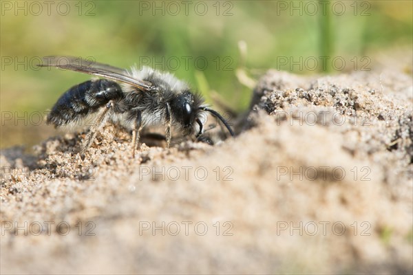 Grey sand bee