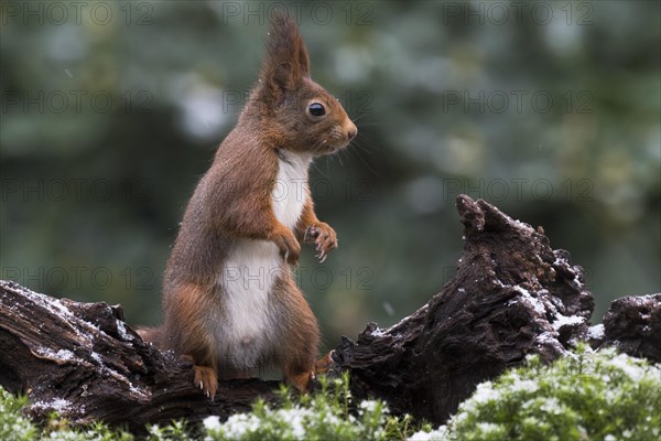 Eurasian red squirrel