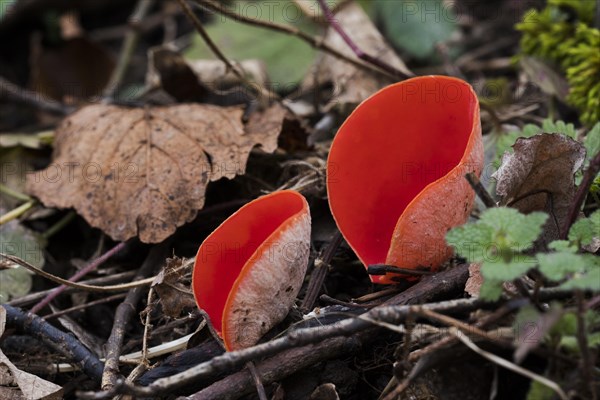 Scarlet elf cup