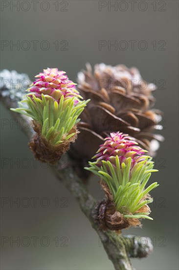 European larch