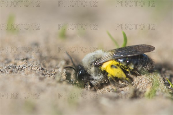 Ashy mining bee