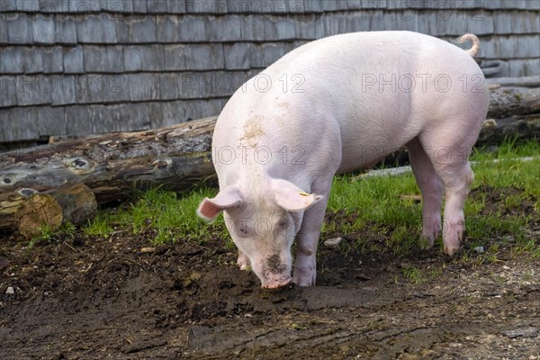 Domestic pig digging in the dirt in front of an alpine hut