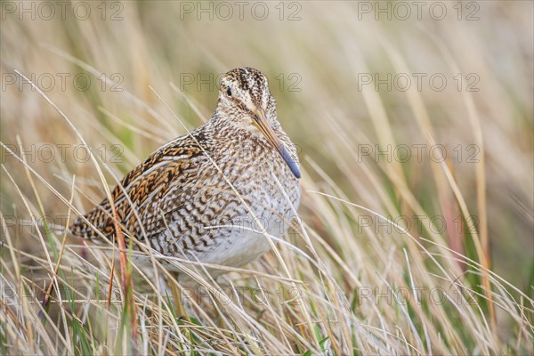 South American snipe