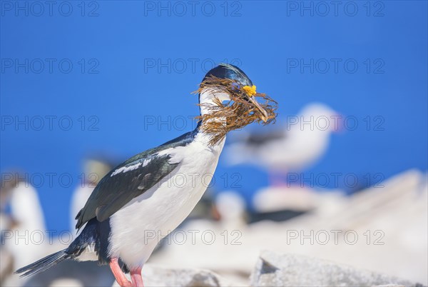 Imperial shag