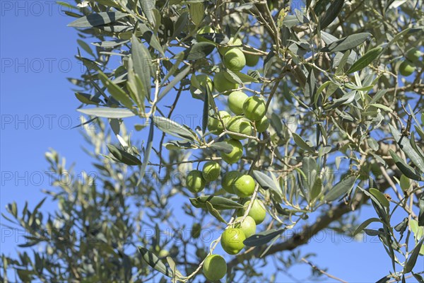 Olives on the branch