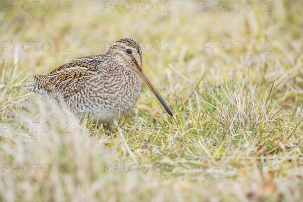 South American snipe