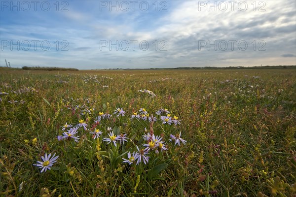 Sea aster