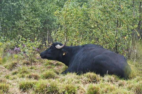 Water buffalo