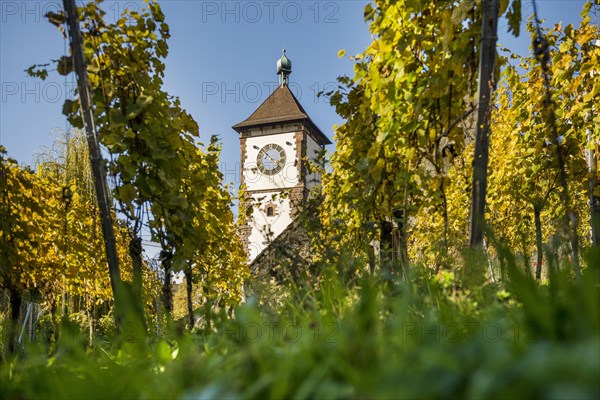 Vineyard in autumn with Schwabentor