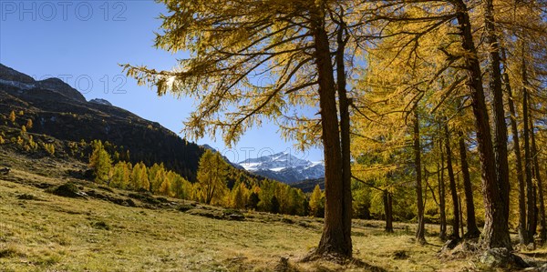 Autumn larch