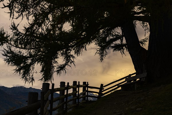 Old fence with large tree as silhouette at sunset