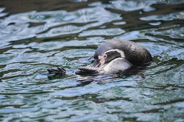 Humboldt penguin