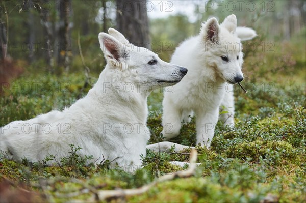 White Swiss Shepherd Dog