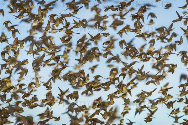 A mega flock of red-billed quelea