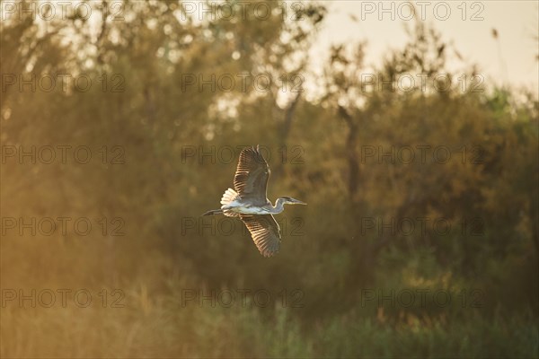 Grey heron