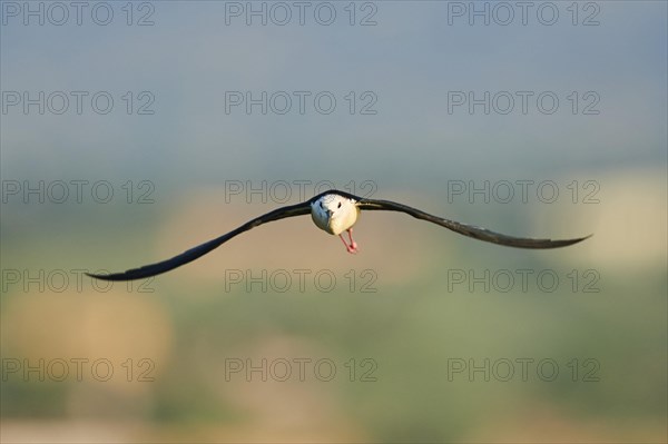 Black-winged stilt