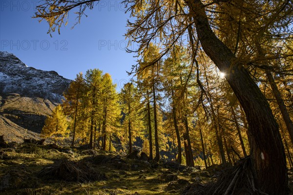 Autumn larch