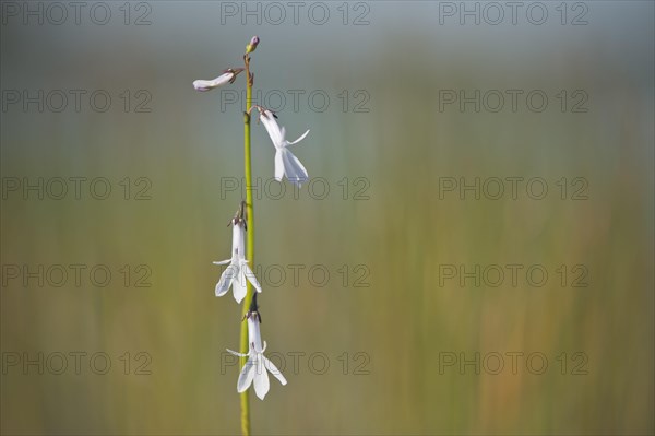 Water lobelia