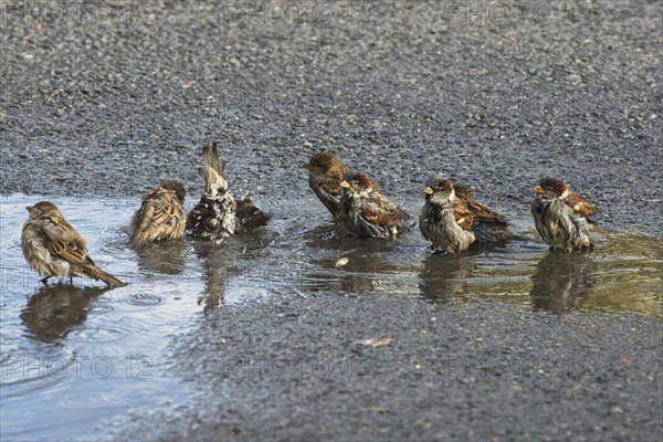 House sparrows