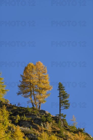 Autumn larch