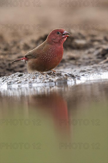 Red-billed firefinch