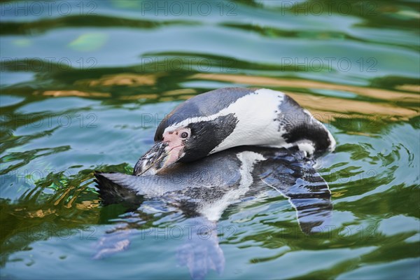 Humboldt penguin