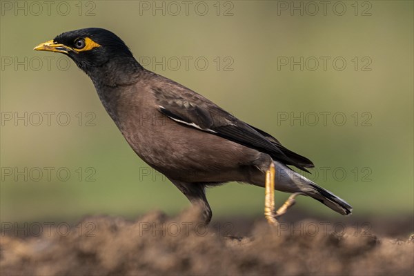 Shepherd mynah