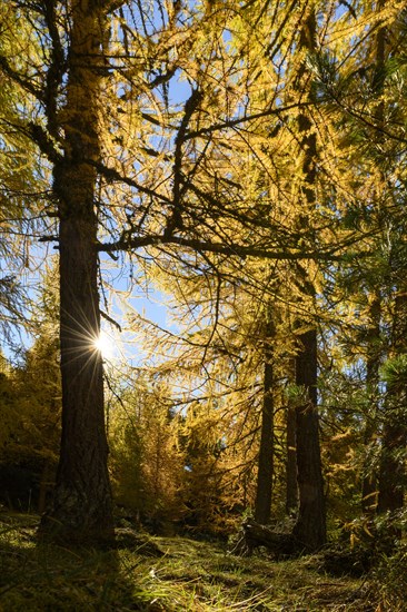 Autumn larch