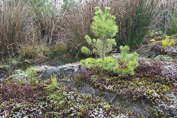 Common haircap moss