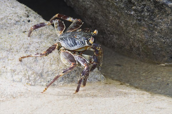 Rock crab