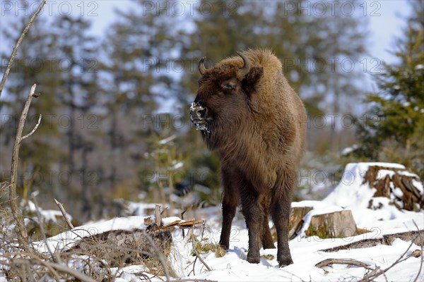 European bison