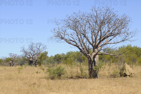 Australian boab