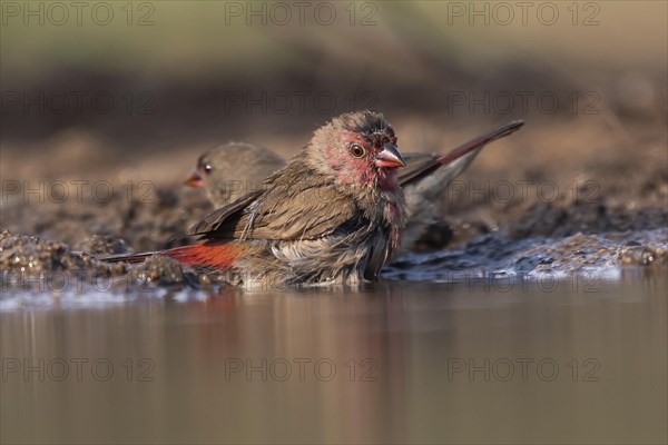 Red-billed firefinch