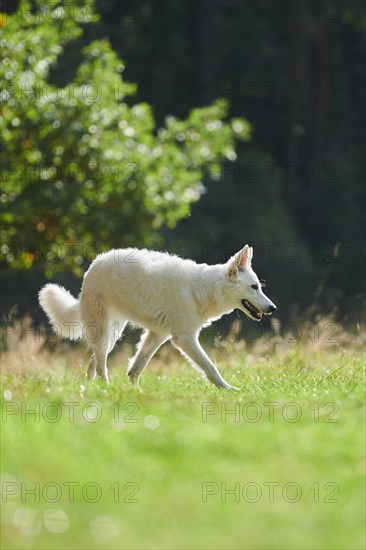 White Swiss Shepherd Dog