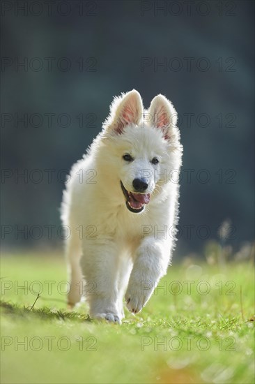 White Swiss Shepherd Dog