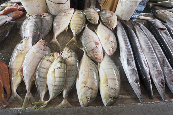 Fish Market at Sir Selwyn Selwyn-Clarke Merket