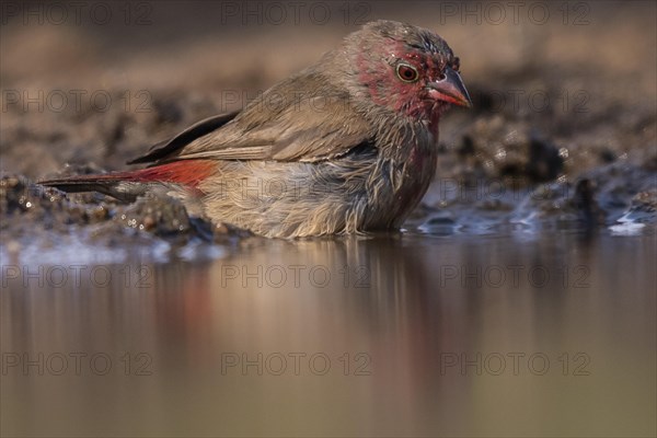 Red-billed firefinch