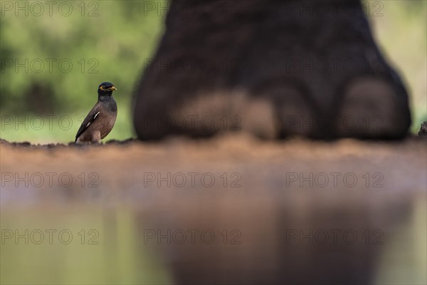 Shepherd mynah